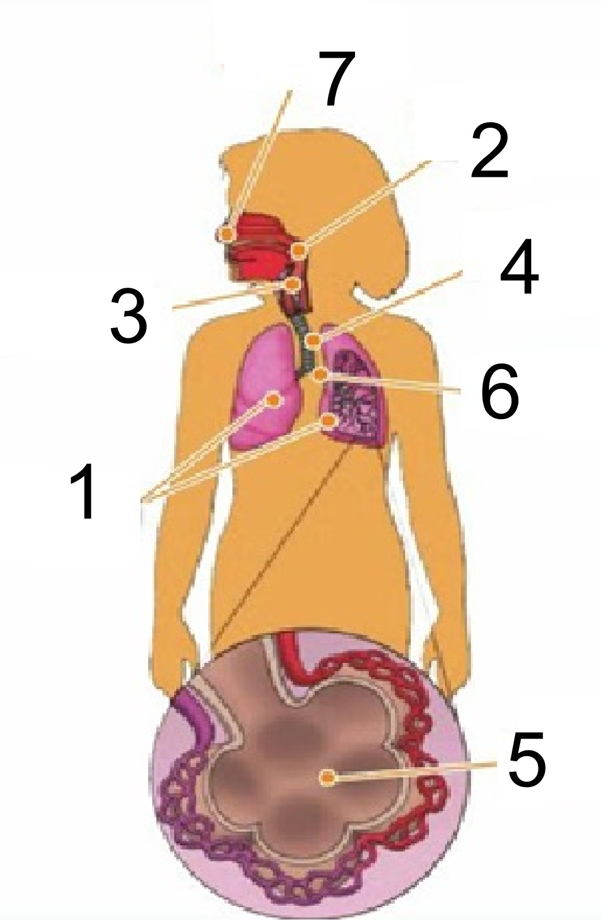 Respiratory system 2.png